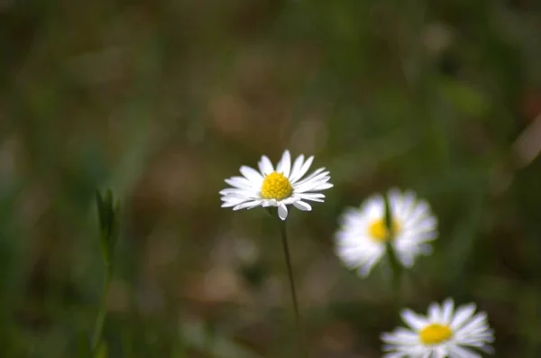 Blooming Shasta Daisies Jnkping — Stock Photo, Image