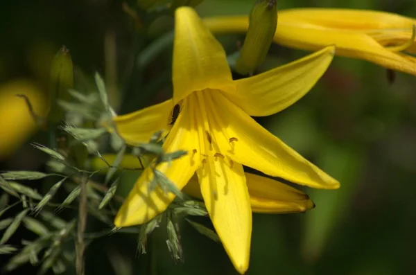 Lírio Amarelo Lírio Limão Jardim — Fotografia de Stock