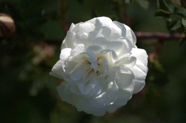 Schöne Weiße Blühende Rose Jnkping Rosarium — Stockfoto