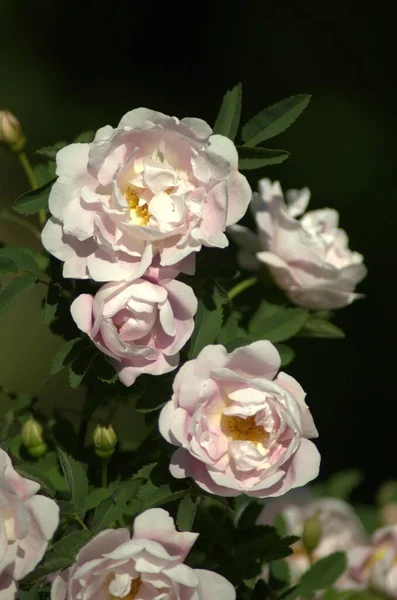 Belle Rose Fleurie Blanc Rose Rosarium Jnkping — Photo