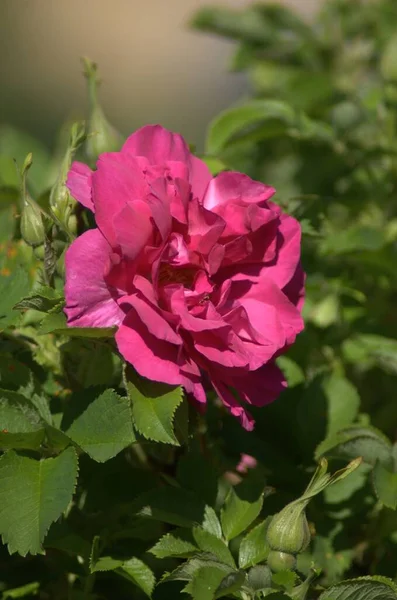 Όμορφο Βαθύ Ροζ Ανθισμένο Τριαντάφυλλο Στο Ροζάριο Jnkping — Φωτογραφία Αρχείου