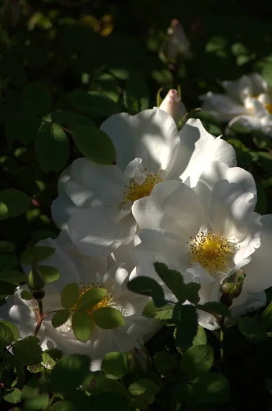 Hermosa Rosa Blanca Flor Jnkping Rosarium —  Fotos de Stock