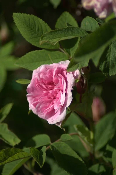 Schöne Weiß Rosa Blühende Rose Jnkping Rosarium — Stockfoto