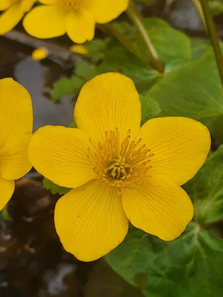 Όμορφο Βασιλικό Κύπελλο Marsh Marigold — Φωτογραφία Αρχείου