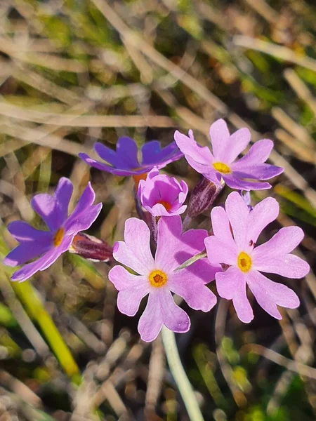 Primrose Οφθαλμών Πουλιού Στο Ombergsliden Natural Reserve Stergtland County Σουηδία — Φωτογραφία Αρχείου