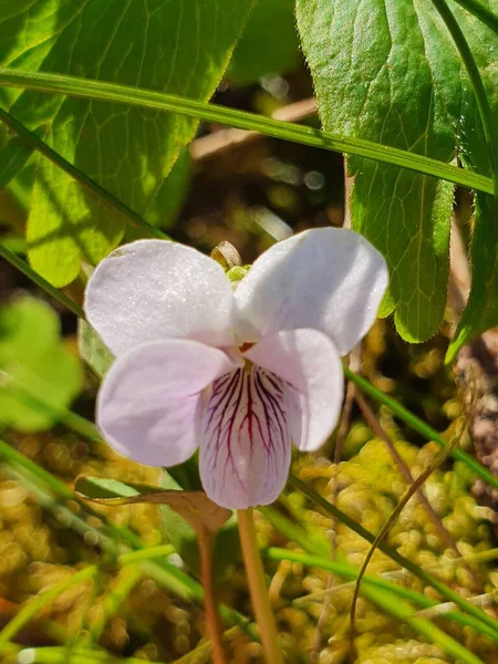 Wit Roze Violet Jnkping Bos — Stockfoto