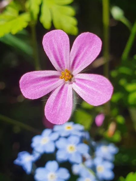 Robert Geranium Ombergsliden Natural Reserve Stergtland County Suécia — Fotografia de Stock