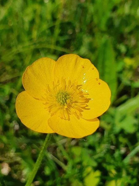 Prachtige Bloeiende Boterbloemen Ping Bos — Stockfoto