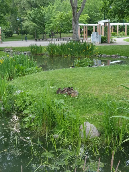 Duch Ducklings Linkping Botanical Garden — Stock Photo, Image