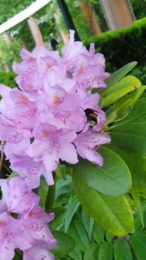Bumblebee ve rhododendron botanik bahçesinde