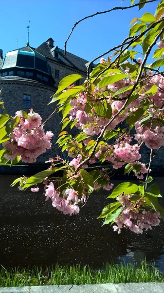 Blooming Rhododendrons Rebro Castle — Stock Photo, Image