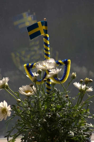 Beatiful Blooming Marguerite Flowers Pot Sweden Symbol Window Still Standard — Stock Photo, Image