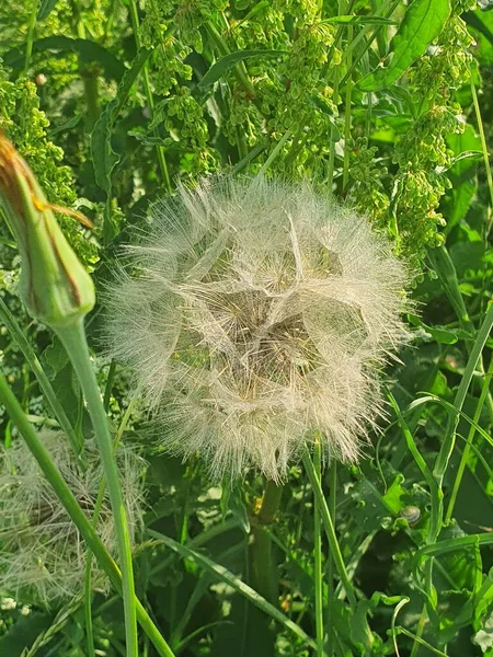 Fluffy Bloomed Out Meadow Salsify Linkping — Stock Photo, Image