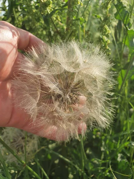 Fluffy Bloomed Out Meadow Salsify Linkping — Stock Photo, Image