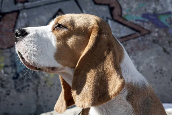 Retrato de un perro beagle —  Fotos de Stock