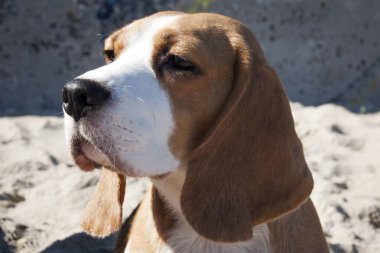 Bir av köpeği portresi.