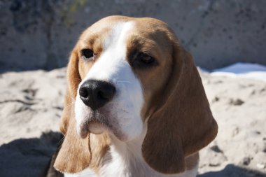 Bir av köpeği portresi.