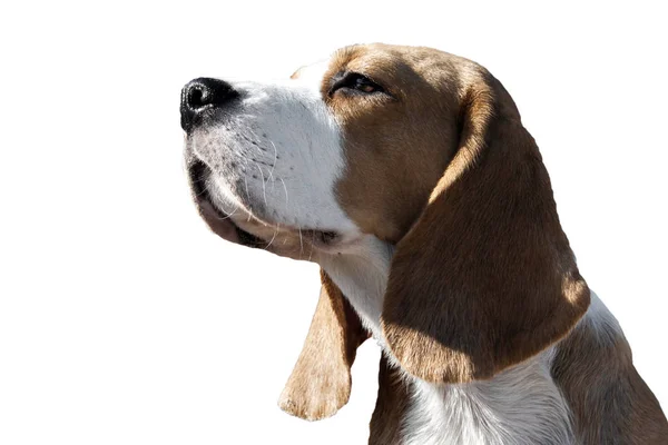 Potret anjing beagle. — Stok Foto