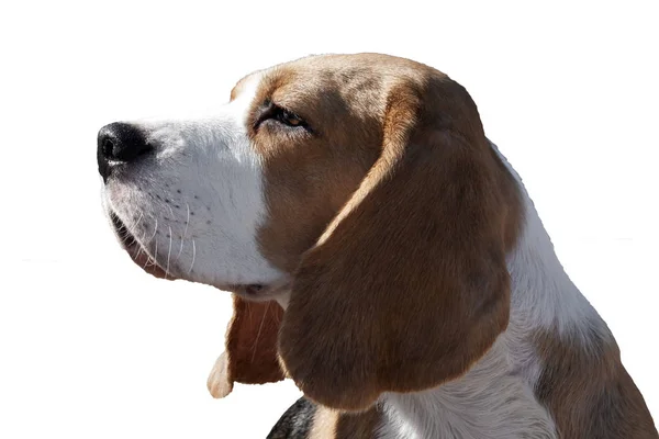 Retrato de un perro beagle — Foto de Stock
