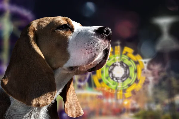 Beagle σκυλί κοντά επάνω πορτρέτο — Φωτογραφία Αρχείου