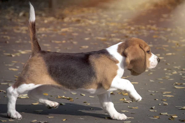 Cachorro joven de un beagle —  Fotos de Stock
