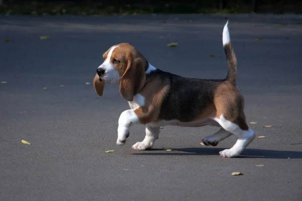 Cachorro joven de un beagle — Foto de Stock