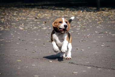 bir Beagle genç köpek yavrusu