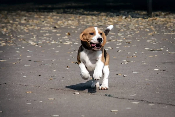 Anak anjing muda anjing beagle — Stok Foto