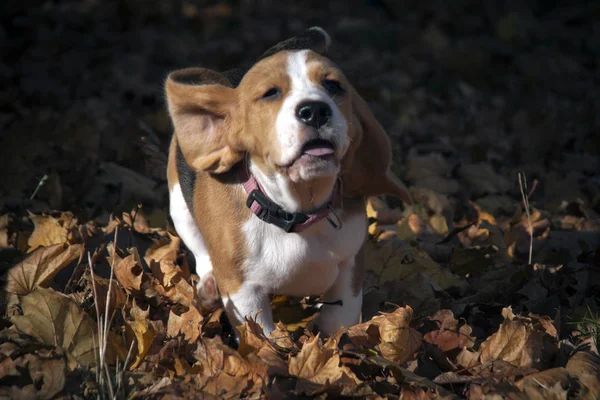 Beagle cachorro de perro jugando —  Fotos de Stock