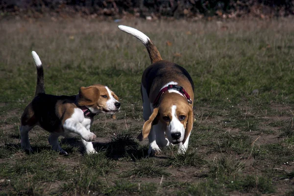 Beagle cachorro de perro jugando — Foto de Stock