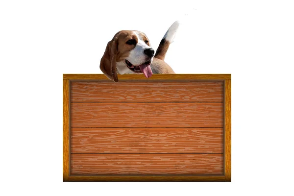 Raza de perro beagle — Foto de Stock