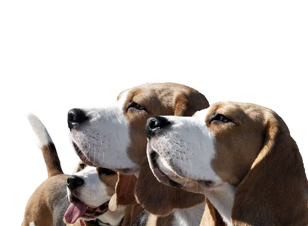 Gambar anjing beagle pada latar belakang putih — Stok Foto