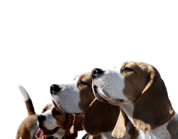 Perro beagle retrato sobre fondo blanco — Foto de Stock