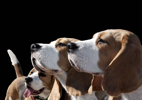 Perros beagle, retratos — Foto de Stock