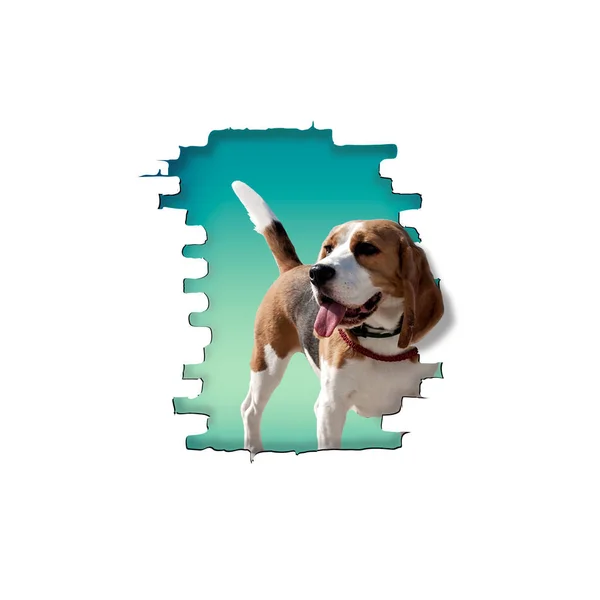 Anjing beagle peeps — Stok Foto