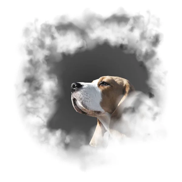 Retrato perro raza beagle — Foto de Stock
