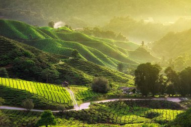 Cameron Highlands, Malezya 'daki çay çiftliğinin üzerinde güzel bir gün doğumu manzarası 