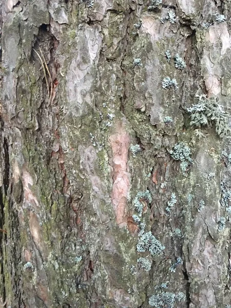 Wzór tekstury kory. Bagażnik tekstury lasu — Zdjęcie stockowe