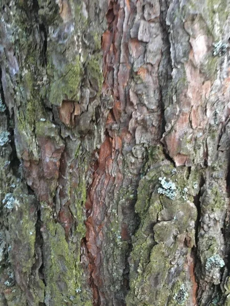 Bark Texture Pattern. Bark Creative Wooden — Stock Photo, Image