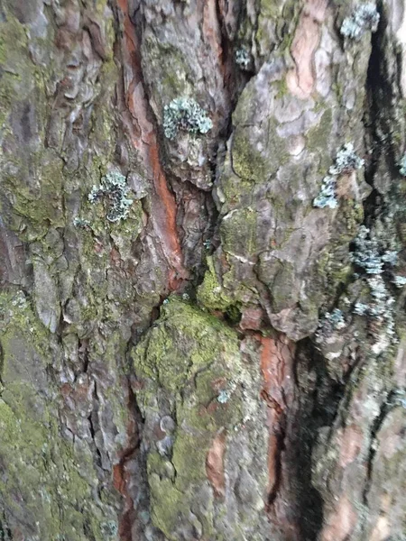 ลักษณะของเปลือกไม้ ป่าสร้างสรรค์เปลือกไม้ — ภาพถ่ายสต็อก