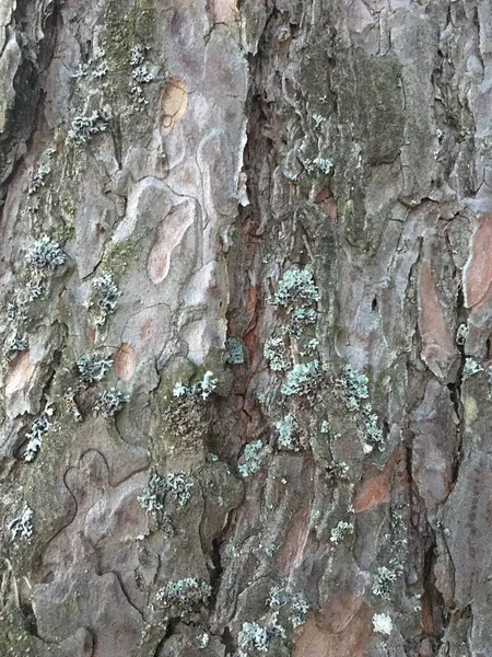 Bark Texture Pattern. Tree Creative Wooden — Stock Photo, Image