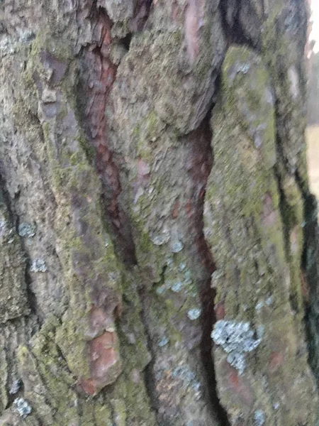 Modèle de texture d'écorce. Plateau arbre créatif tronc. — Photo