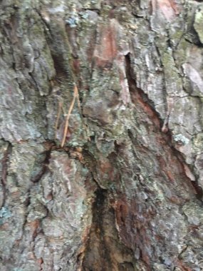 Kabuk dokusu deseni. Ağaç Özeti Ağaç Deseni. 