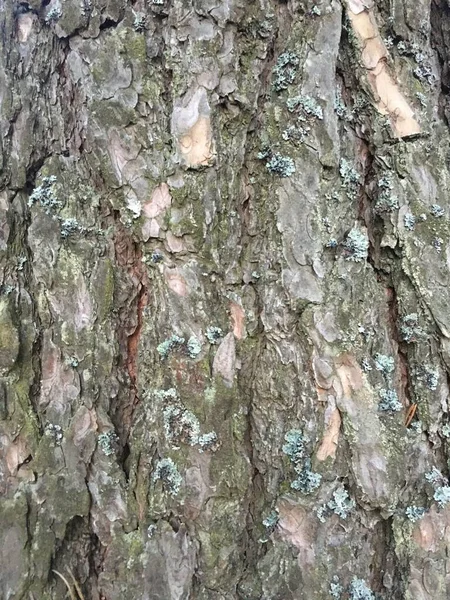 Vzor textury kůry. Bark Abstract Forest — Stock fotografie
