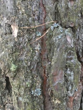 Kabuk dokusu deseni. Kök Soyut Doğa Kurulu. 