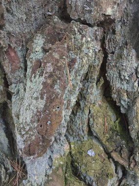 Kabuk dokusu deseni. Kabuk Yaratıcı Ağaç Elementi. 