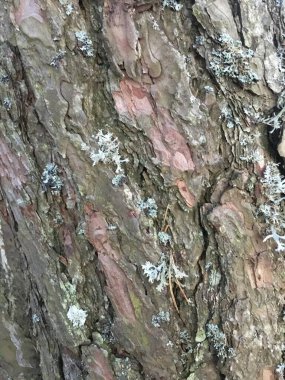 Kabuk dokusu deseni. Kök Soyut Orman 