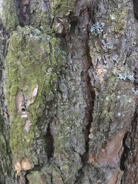 樹皮のテクスチャパターン。樹皮質｜Nature — ストック写真