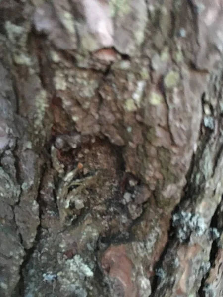 Bark Texture Pattern. Tree Abstract Wooden — Stock Photo, Image