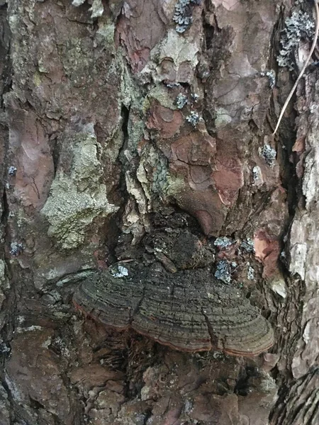 Bark Texture Pattern. Trunk Texture Nature — Stock Photo, Image